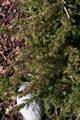 Juniperus conferta Schlager IMG_8646 Jałowiec nadbrzeżny